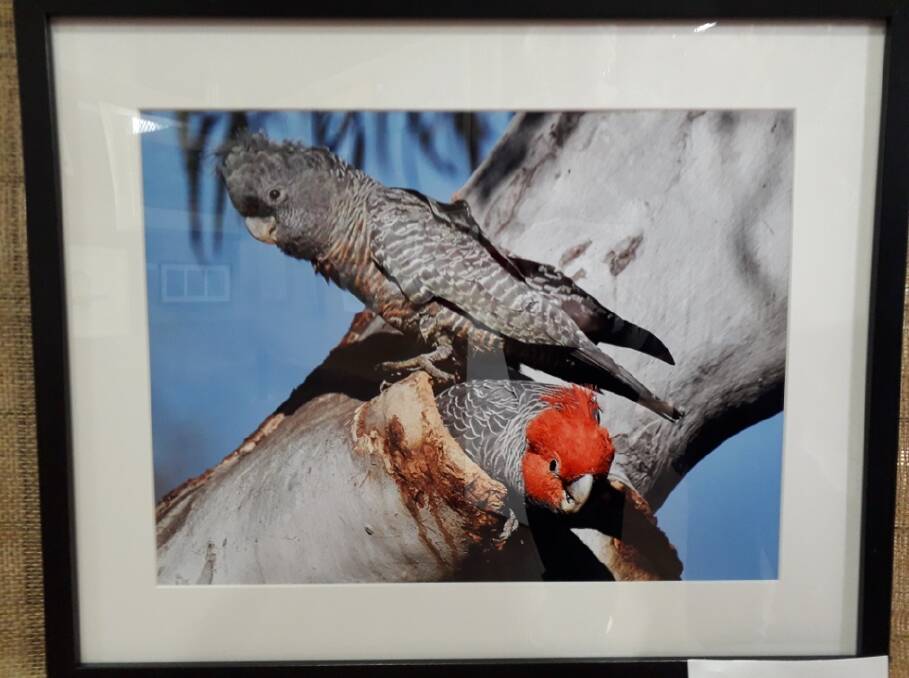 Jessica Van Groningen won the 'animal representation award' with her photo, 'Gang-Gang cockatoos.' Picture by Jane Green.