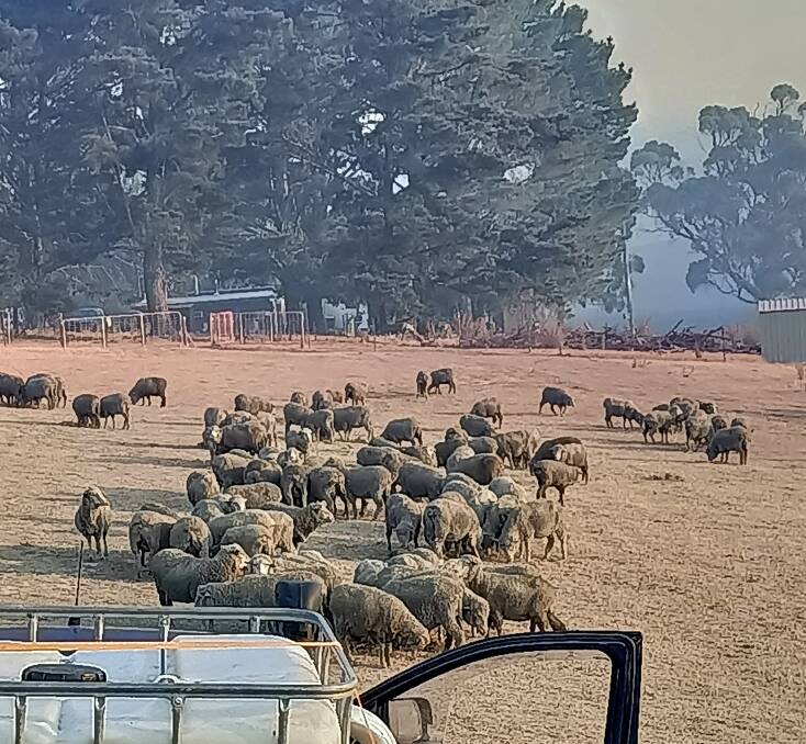 Hand feeding sheep on Friday on a property off the Oberon Road, near Curraweela Creek. Picture by Andrew Blake Dyke.