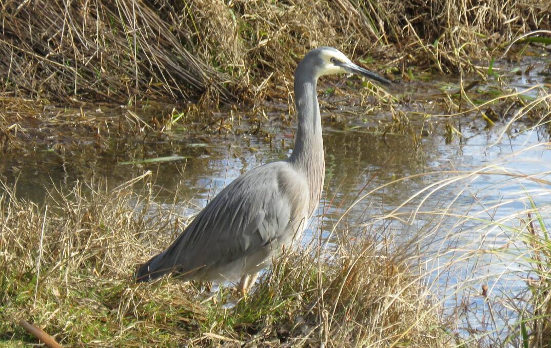 The White-Faced Heron is a very common bird around Goulburn and likes to hunt in wet long grass or shallow water.