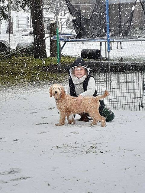 Eleven-year-old Javana Barber revelled in the snow at Taralga with her dog, 'Teddy' on Sunday morning. Photo: Pam Spencer.