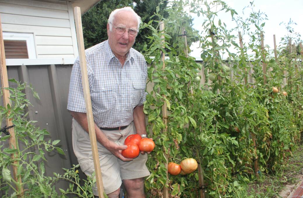 GARDEN GURU: Ross Banwell, pictured in his garden in 2014, with a bounty of large tomatoes. Mr Banwell was guest speaker at Goulburn Evening VIEW Club.
