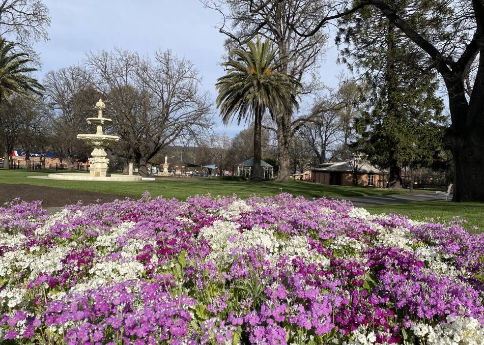 Belmore Park has been planted with colour ahead of October's Lilac City Festival. The event will be held online this year. Photo: Louise Thrower.