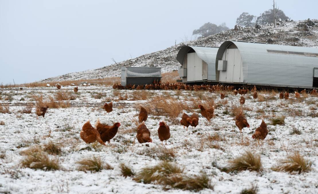 Reader's pic: Chooks at Bum Nuts Australia free range chickens at Gunning weren't perturbed by the weekend's snowfall. Photo: Theresa Robinson. 