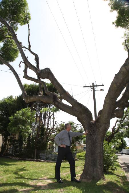 Former Mayor Geoff Kettle was angry after Essential Energy's pruning of street trees in Goulburn in 2015. Photo: Peter Oliver.
