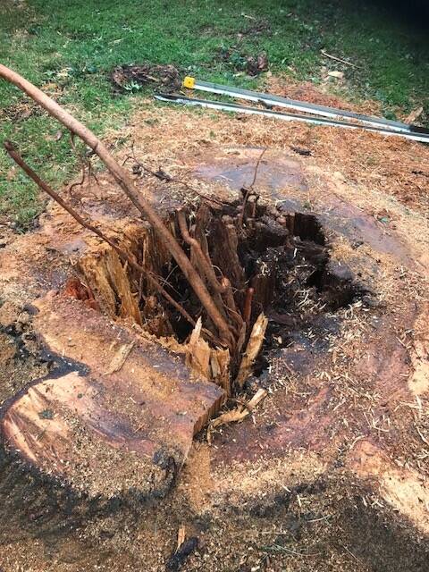 Once removed, the American elm showed hollowness inside and roots growing back up through the trunk. Photo supplied.