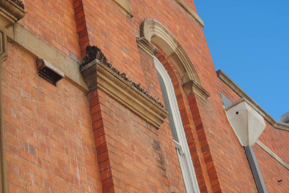 BUILD-UP: Pigeons have been making a merry mess at the McDermott Centre where sandstone has been under restoration.