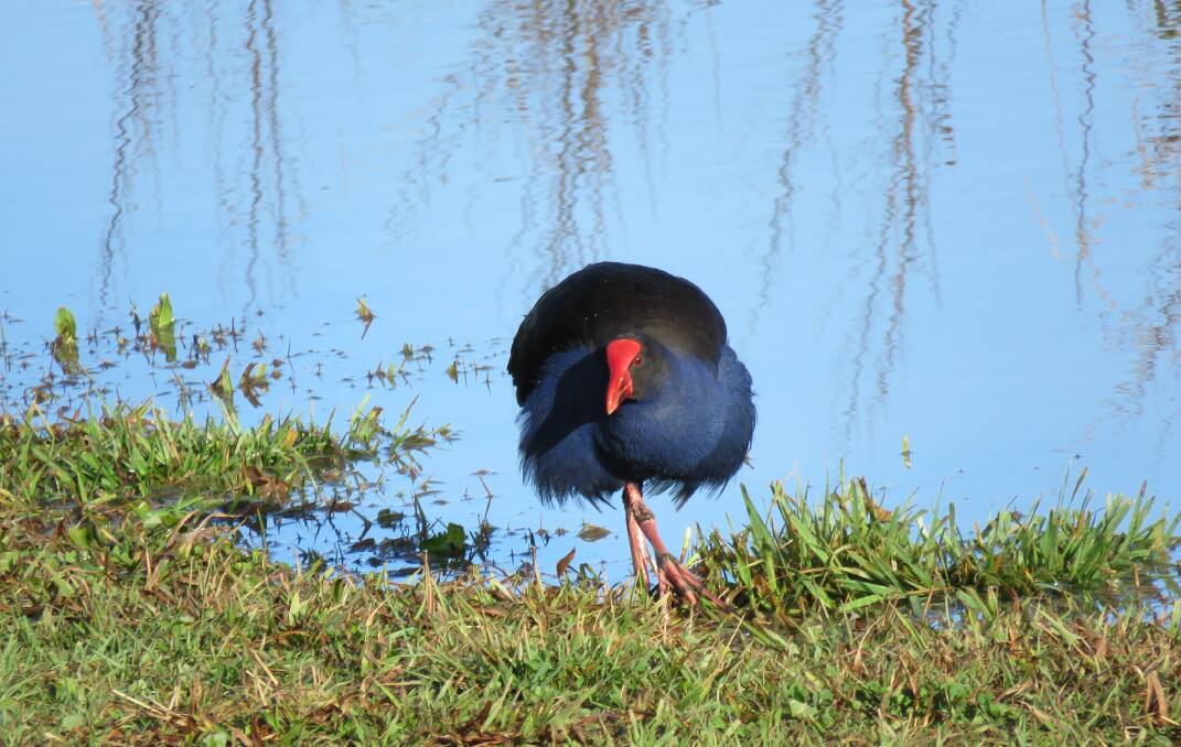 The Purple Swamphen, also commonly found in New Zealand, has huge character. 