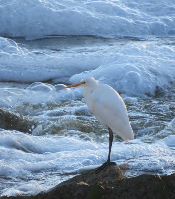 An Intermediate Egret perches below the weir water, which was frothing possibly due to pollutants in the water. Egrets have a remarkable mechanism for catching their prey.