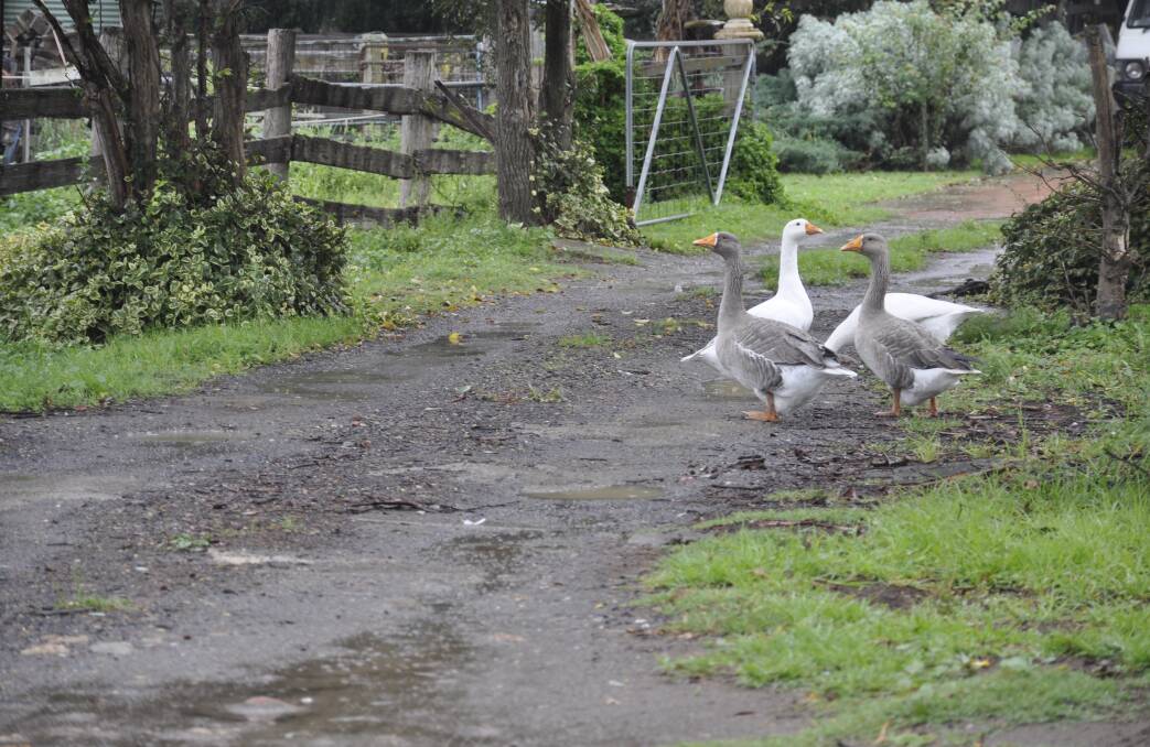 Geese on a Bungonia Road property relished the rainy weather. A total 58mm has fallen this month at Goulburn airport. Photo: Louise Thrower.