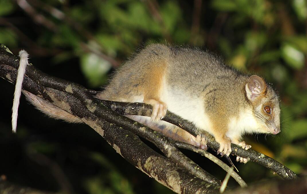 The common ringtail possum. Picture supplied.