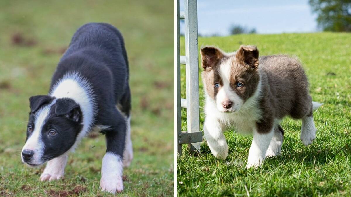 Record puppies Bet (left) and Lassie (right). Photos: Skipton Auction Mart and Dave Swinburn Photography.