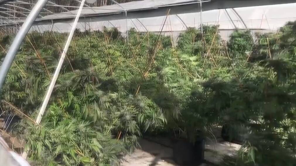 UPDATED | Cannabis worth millions goes up in smoke