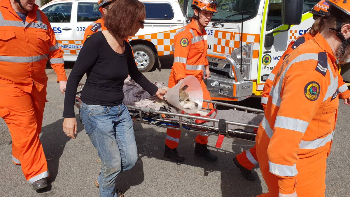 Lucky being transported to the et after he was rescued by the SES. Photos: supplied. 