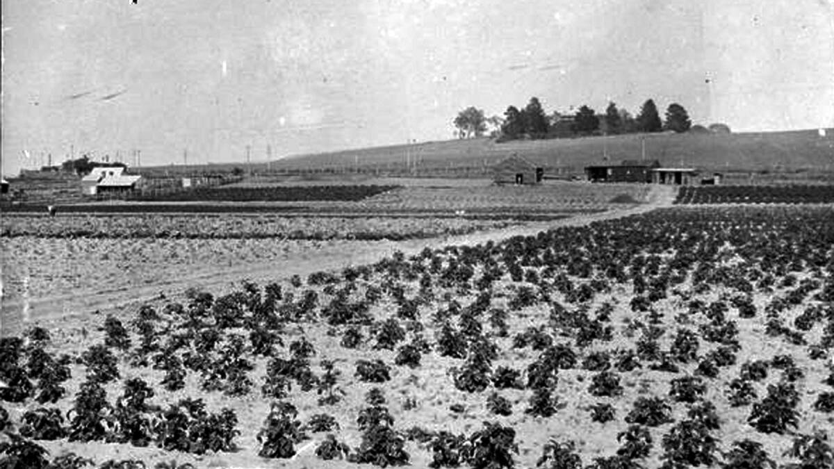 Nomchongs market garden: Below South Hill, Goulburn in December, 1914. From the National Library of Australia Collection. Photo supplied from the Goulburn and District Historical Society. 