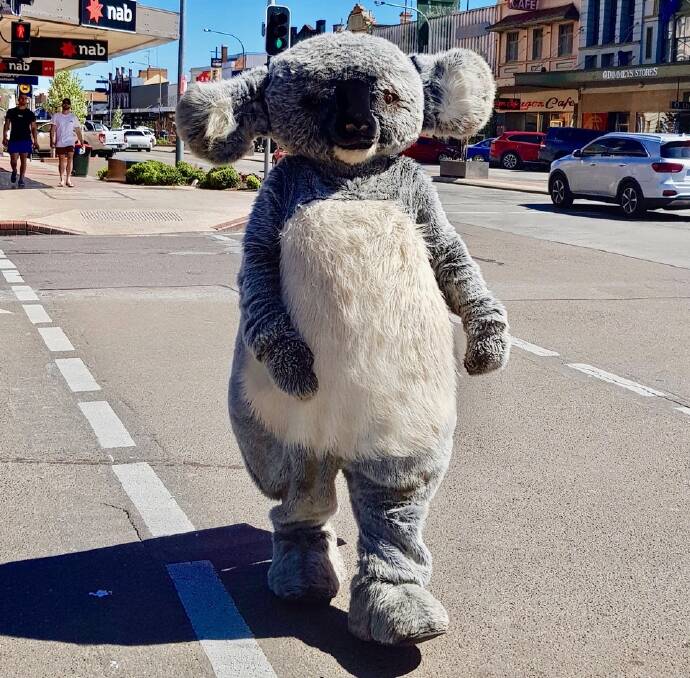 Cranky Koala in Goulburn recently. 
