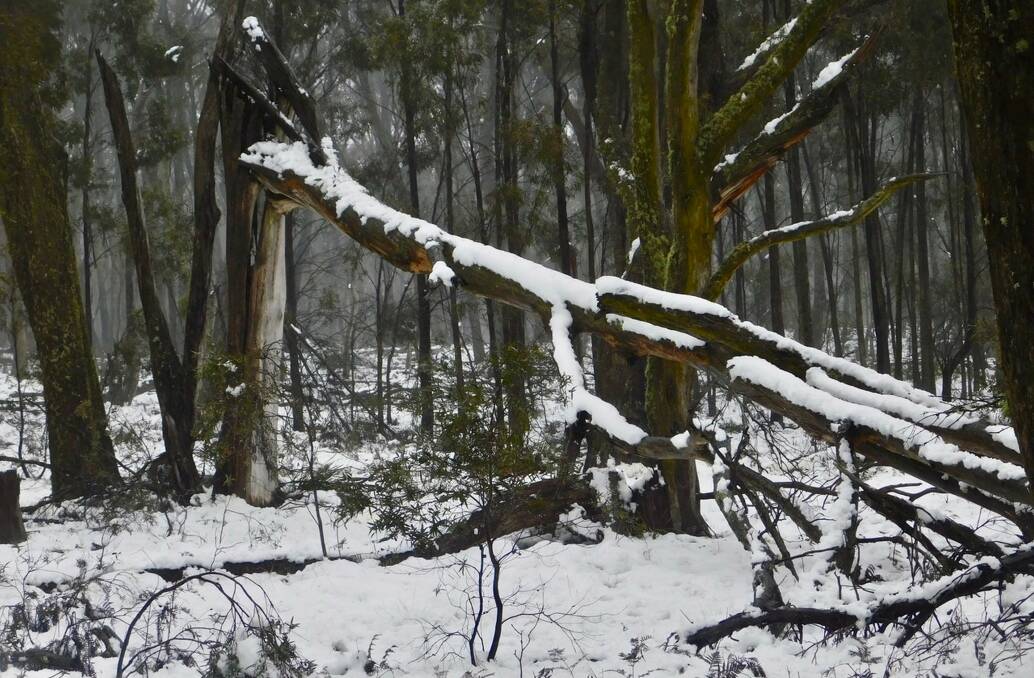 TREE FALL: This is just one of the trees that fell at Mt Rae. Photo courtesy of Mark Selmes.