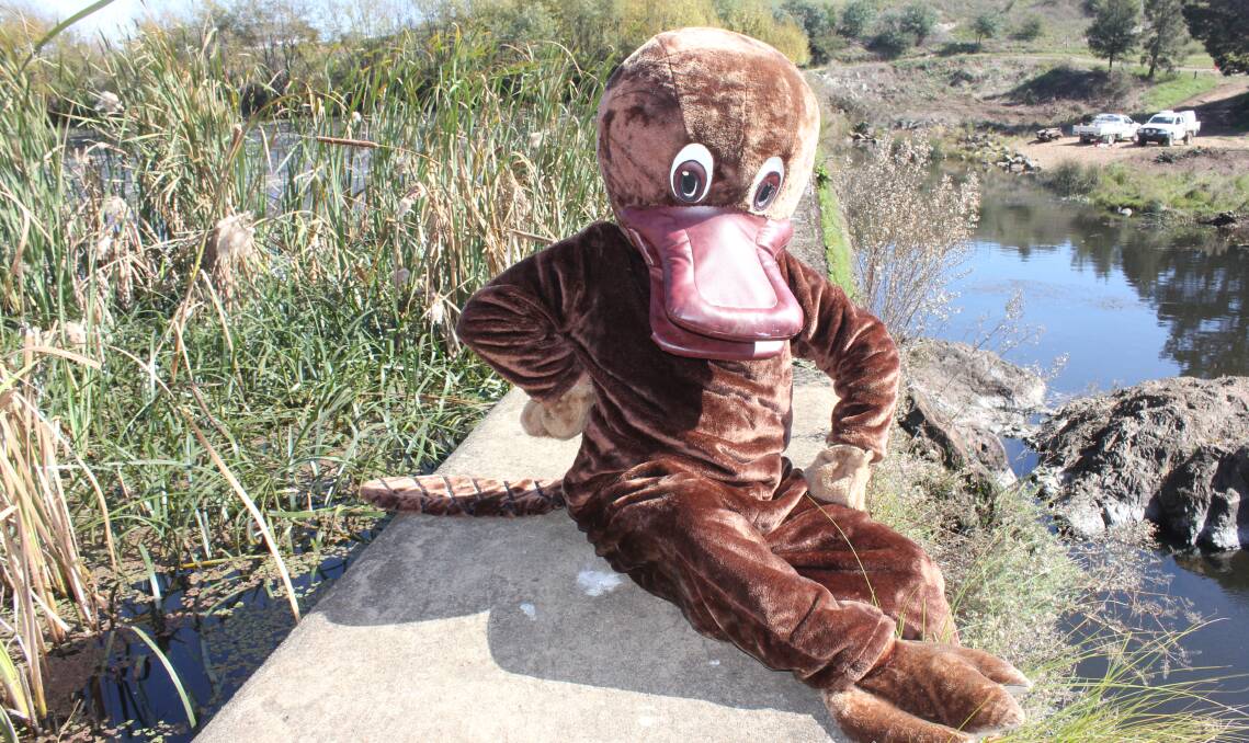 The Goulburn Post was able to get up close to this platypus at Marsden Weir recently. Photo: David Cole