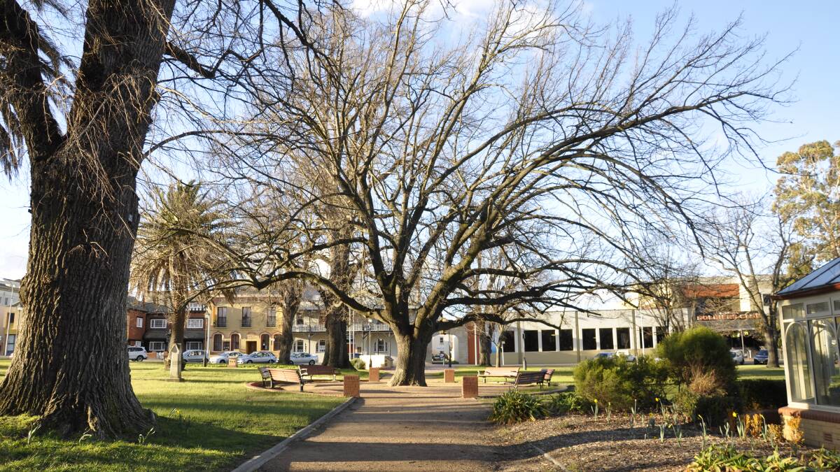 The Lady Belmore Oak is the centrepiece of Belmore Park.