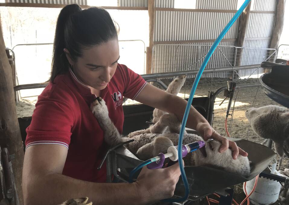 Veterinarian Jayde Costello inserts Buccalgesic into the cheek of a lamb as a means of pain relief at Four Seasons Pastoral Company, Goulburn. 