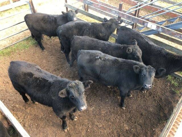 The sale was topped by Angus steers, 10 to 12 months, weighing 360kg, offered by Neale Lavis, Strathallan Stud, Braidwood. They sold for $1610. Photo AuctionsPlus. 