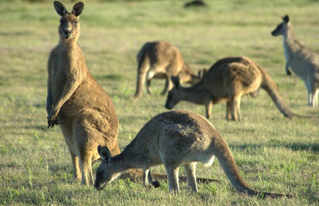 Kangaroos are particularly drawn to the roads during a drought. File photo.