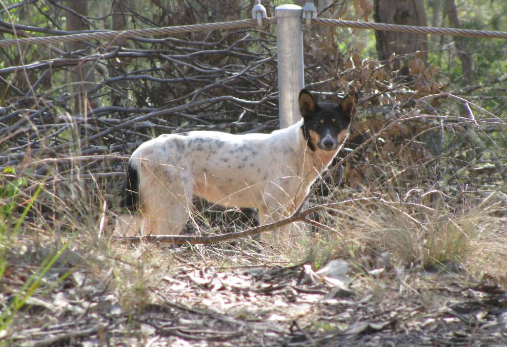 Wild dog controls are under review in the south east region. 
