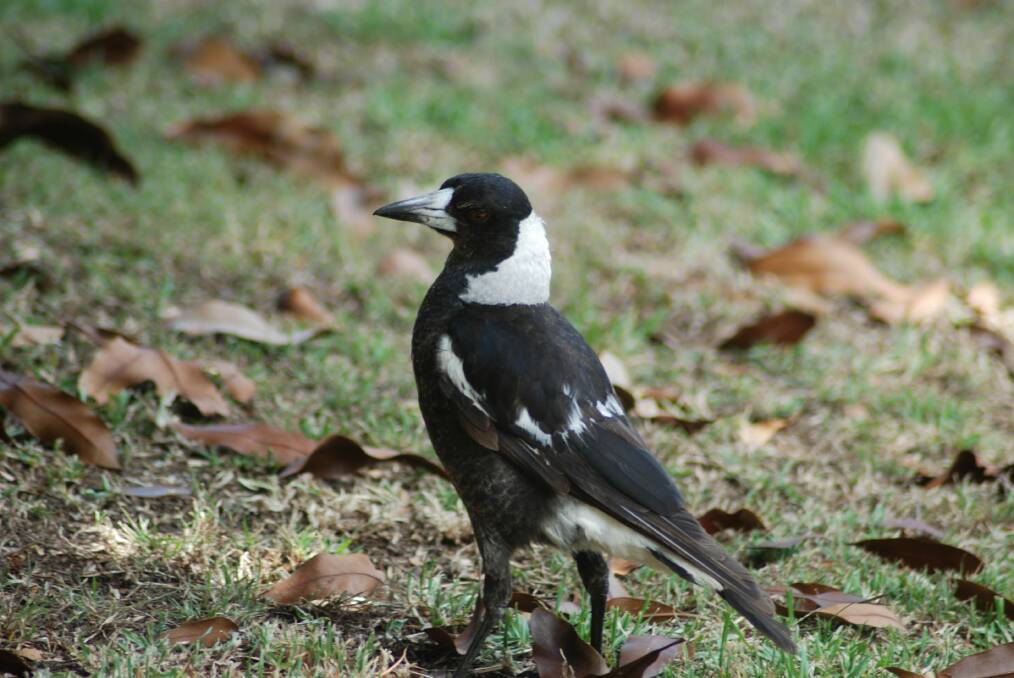 ENVIRONMENT: Magpies topped the count for the most sighted bird in the Upper Lachlan, Goulburn Mulwaree and Wingecarribee. Photo, file