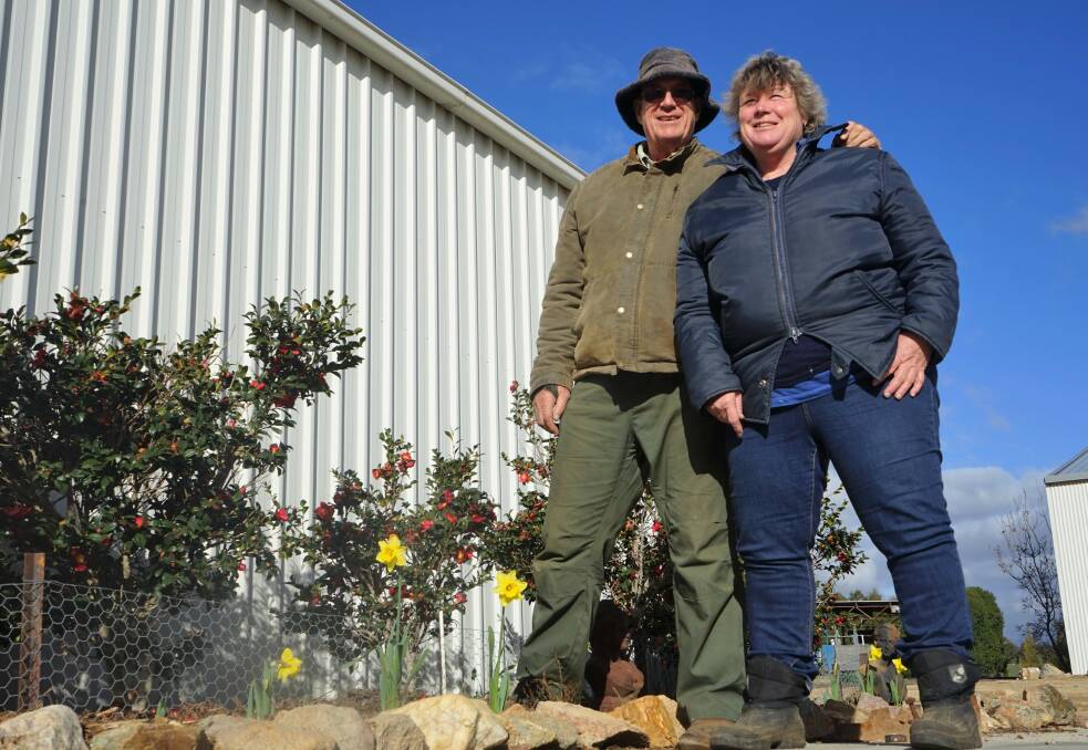 Winter gardens: Rod Hoare and Helena Warren don't recall daffodils flowering in mid-winter. Photo: Clare McCabe.