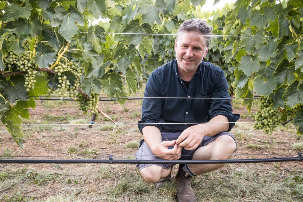 Out on top: Collector winemaker and local producer Alex McKay in the vineyard. Photo: Sammy Hawker.