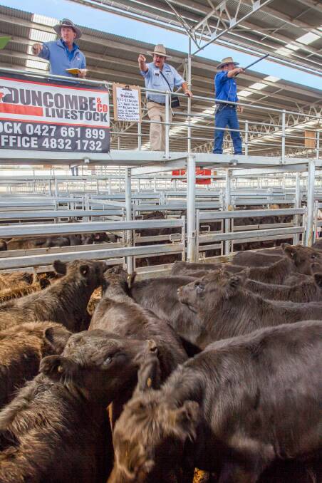 MARKET REPORT: Duncombe and Co selling Angus x Steers at SELX. Photo: File photo