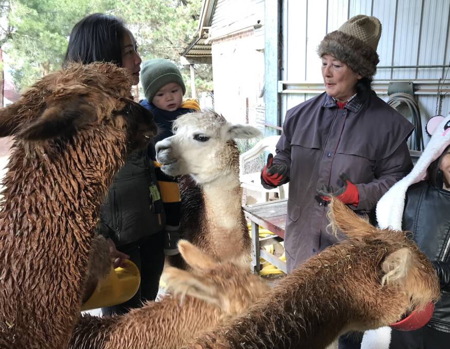 SMALL BUSINESS: Susan Reynolds, chair of the peak business body, also runs an alpaca farm in Crookwell which lost business. Photo: supplied