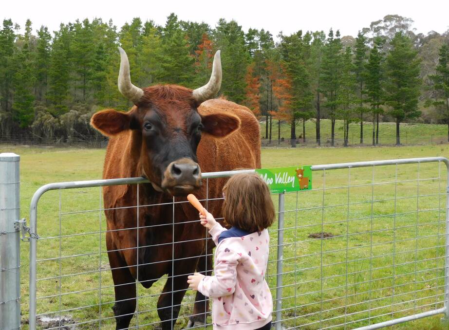 One of the visitors got up close and personal with 'Nugget' the bull to feed him some carrots. 