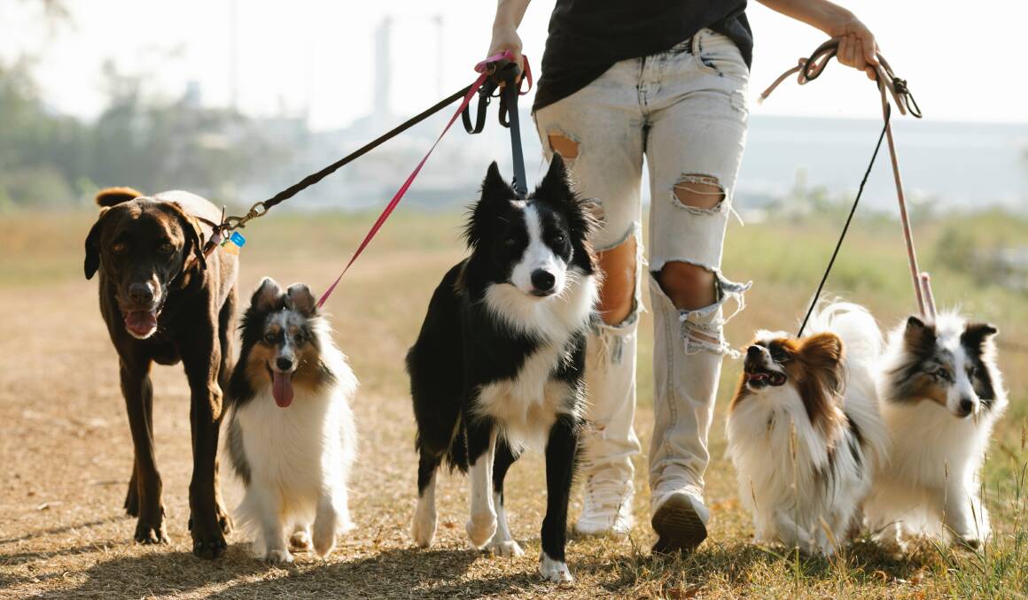 There will pooches aplenty out and about as the Million Paws Walk returns to Goulburn's Seiffert Oval this Sunday, May 28. File picture.