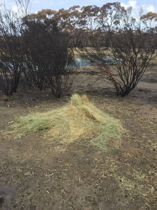 The hay is not lasting long with lots of hungry kangaroos and wallabies. 