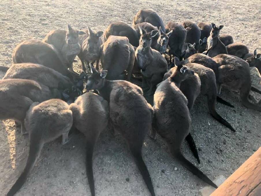 Hungry Kangaroo Island eastern greys on RoAnna Horbelt's property. 