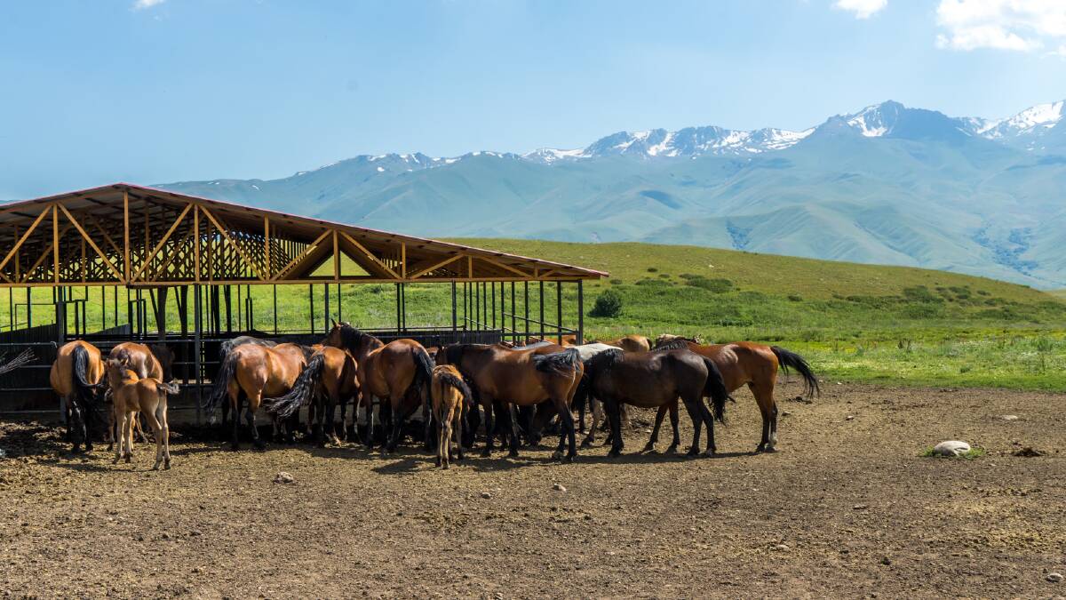 Kyrgyzstan health retreat and horse milk: an experience