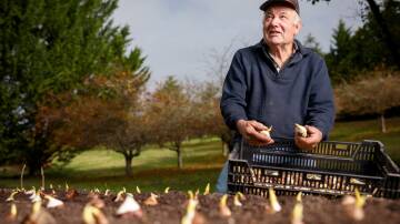 Always by hand, Bill Rhodin beds down some of the thousands of Tulip Top bulbs for their winter quasi-slumber. Picture: Sitthixay Ditthavong