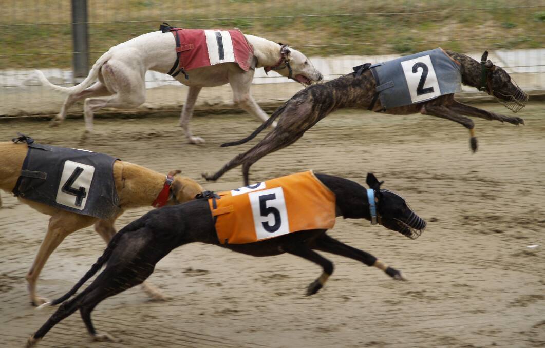 The next Goulburn Greyhound Racing Club meet is on Friday [March 17].