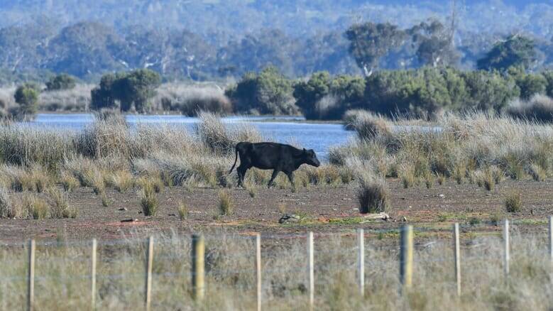 A cow in Heart Morass wetlands. Photo: Joe Armao