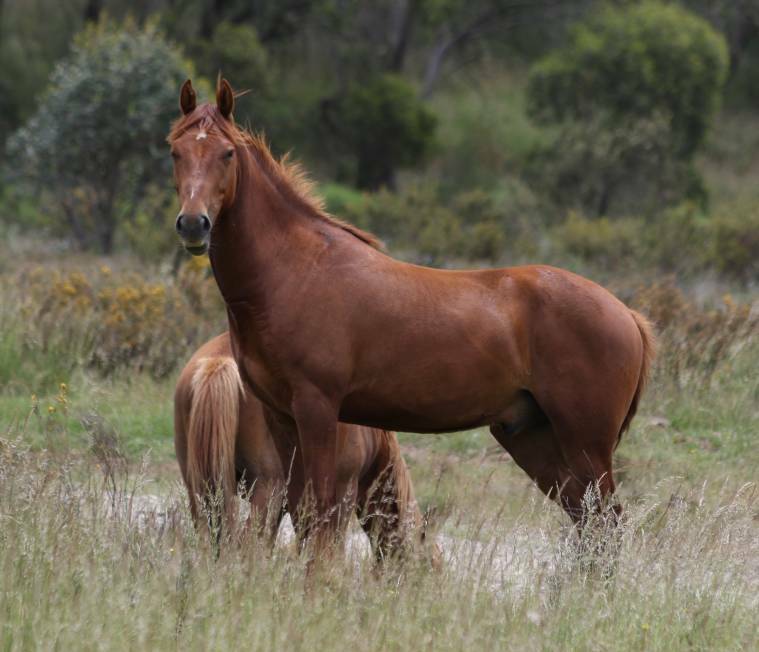Reprieve? A brumby on Long Plain near Kiandra may be able to roam free after the Government announced a less interventionist approach to managing wild horses. Photo by John Ellicott.