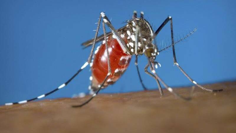 COVER UP: Eight people have been diagnosed with Ross River Virus in the Murrumbidgee Local Health District this month. 
