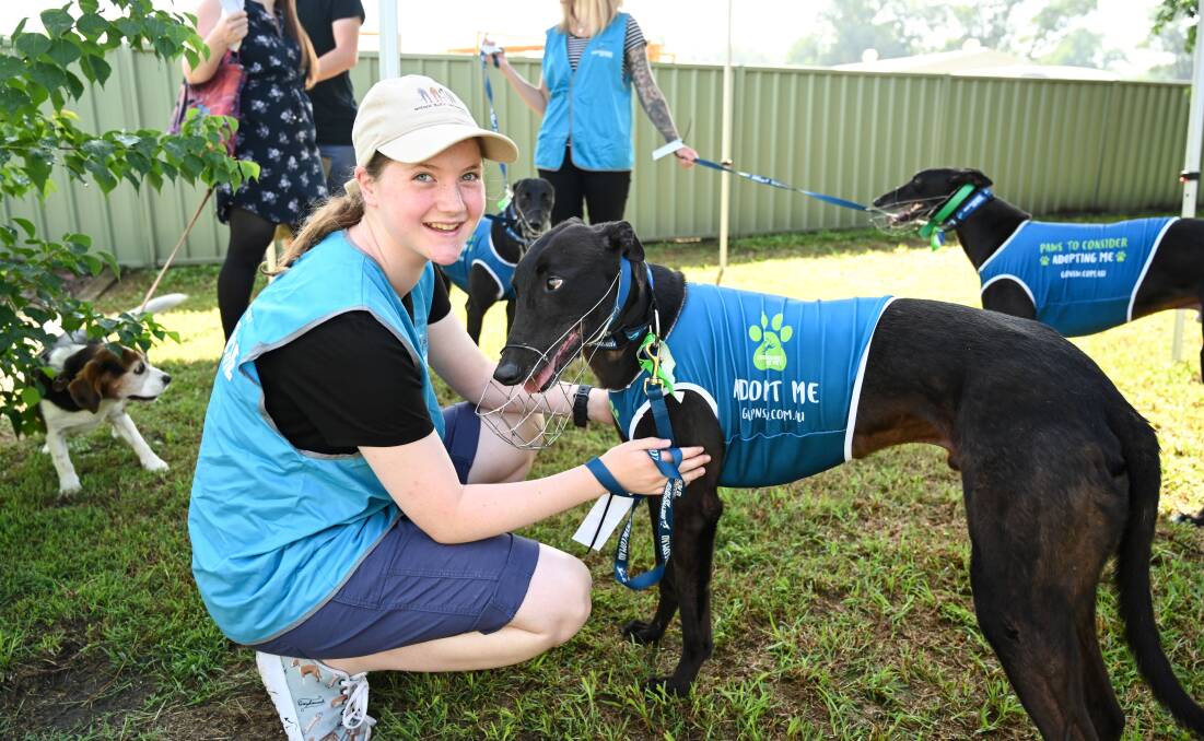 Adopt or foster a greyhound: To see some local success stories follow Goulburn Greyhounds as Pets on Facebook. Photos: Supplied.