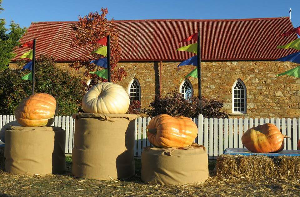 Main attraction: The Joe Medway Memorial Pumpkin Competition attracts growers hoping to exhibit the champion pumpkin and winning the $500 first prize.