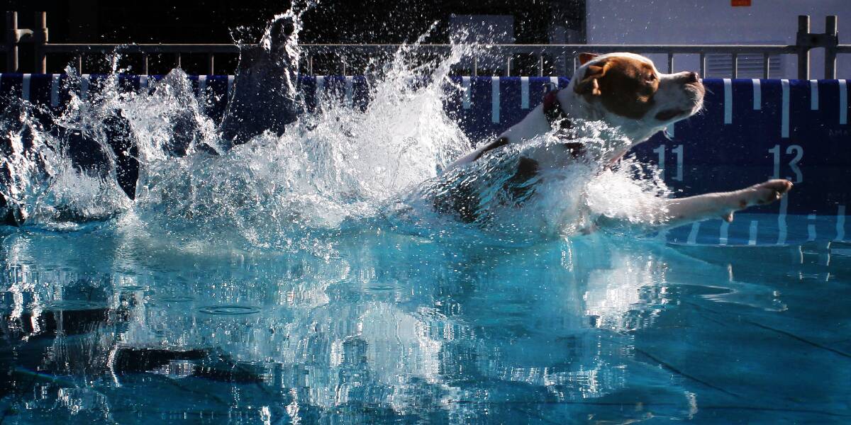 Make a splash: Pool long jump for your dog is one of the great many new things you can enter at the Goulburn Show this March 2-3.