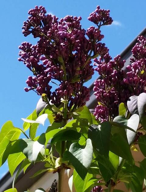 It's lilac time