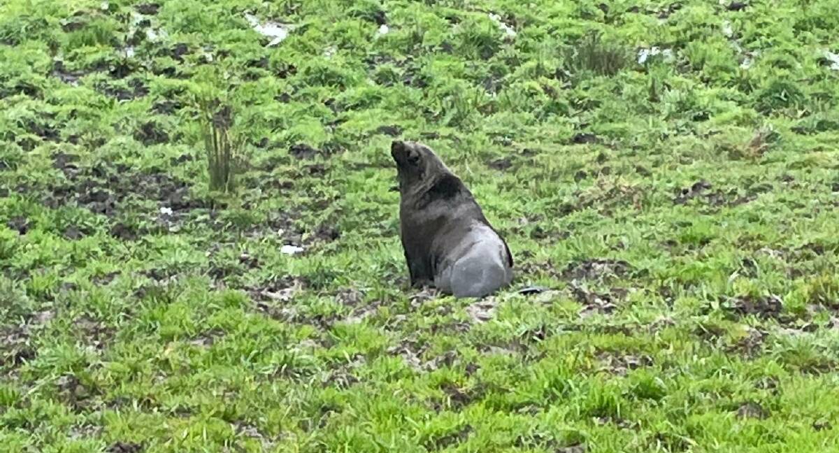Big: A large lost seal that found its way to a Simpson dairy farm was euthanised by Melbourne Zoo and Parks Victoria on Thursday afternoon. Picture: Karli McGee. 
