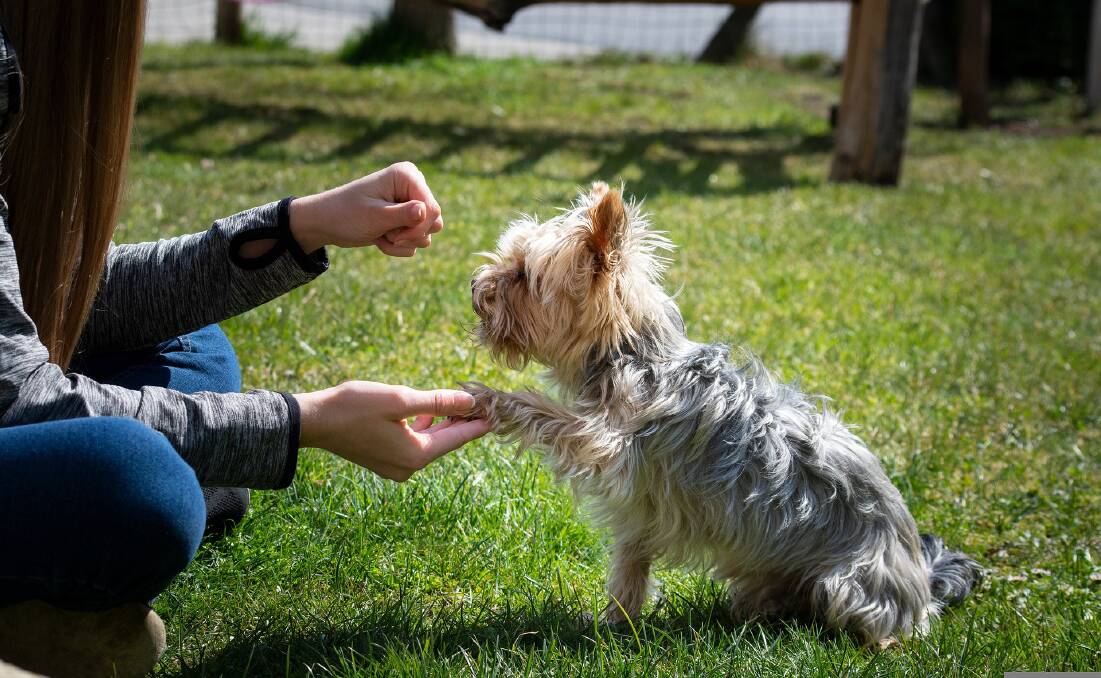 Treats are often used as motivation when training dogs. Picture by Petra from Pixabay. 