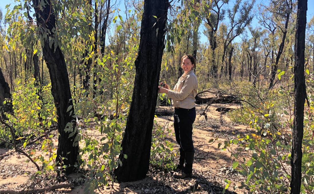 Rachael Nolan inspecting a eucalyptus tree which is growing back well in the Duear National Park on the South Coast. Picture: Supplied.