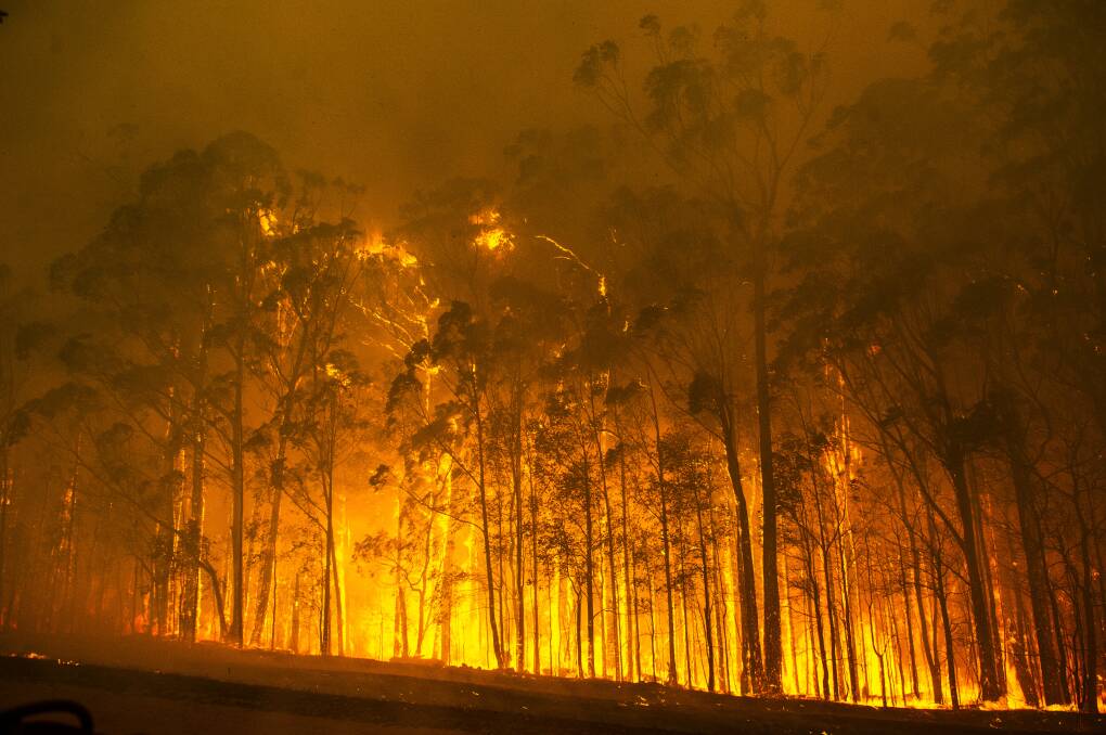 Eucalypt forest consumed by the slow-moving Currowan bushfire west of Ulladulla. Picture: DION GEORGOPOULOS.