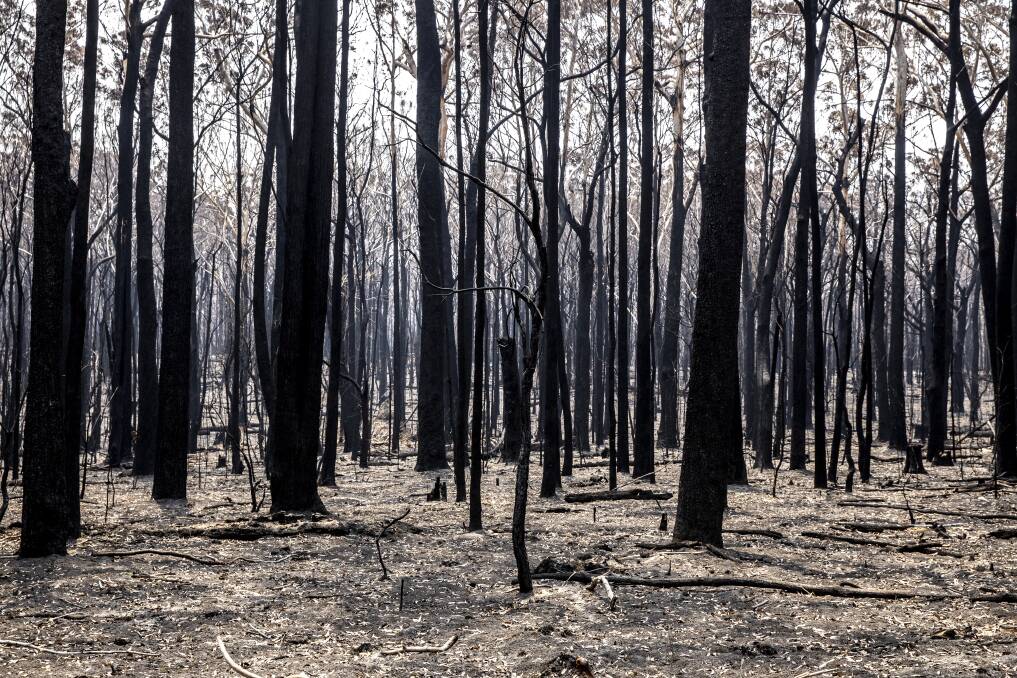 Two years after the Black Summer bushfires, some areas remain as blackened sticks.